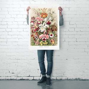 Formas artísticas en la naturaleza de Ernst Haeckel, placa 74, póster de naturaleza muerta con orquídeas sobre papel - Product Image 3