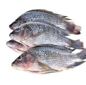 Tilapia Congelada para Exportación, Pescado Tilapia Entero Redondo de 300-500g - Product Image 1