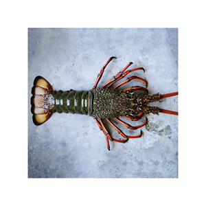 กุ้งมังกรแช่แข็งออสเตรเลียสำหรับร้านอาหารและผู้จัดจำหน่ายทั่วโลก - Product Image 6