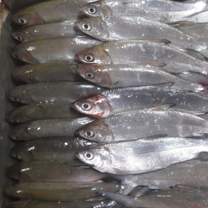 Nueva captura de Chanos congelados redondos enteros congelados para cebo Chanos en ventas mariscos chinos - Product Image 3