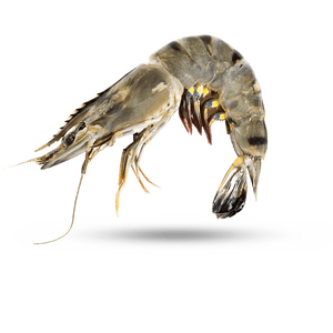 Todos los mariscos camarones congelados cocidos de alta calidad Camarones congelados cocidos frescos en Vietnam Precio de Venta caliente cocinados congelados Vacaciones - Product Image 2