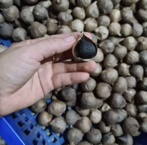 Gousse d'ail noire unique de haute qualité de l'île de Ly Son Légumes racines séchés en vrac à bas prix - Product Image 6