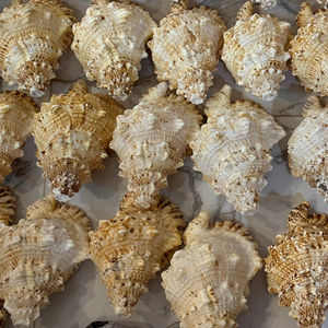 Matériau marin naturel coquillage du Vietnam pour la décoration intérieure artisanat fabrication de bijoux et Souvenirs côtiers - Product Image 1