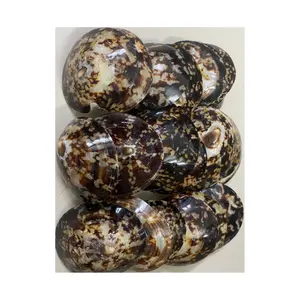 Kerang Abalon Kerang Kualitas Tinggi Limpet Murex Operculum Siput Kerang dengan Harga Kompetitif dari Vietnam untuk Pembeli