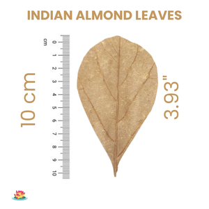 Lot de 50 feuilles en plastique naturel de taille inférieure à 10 \ "/3.93 \" pour aquarium d'amande indienne - Product Image 2