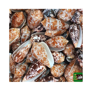 Superbe coquille Cypraecassis Rufa pour créer un décor de plage élégant, des accents d'aquarium et des projets sur le thème de la mer - Product Image 4