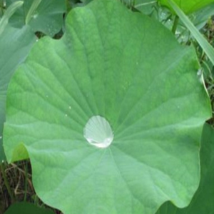 Envoltorio de Hoja de Loto Fresca para Alimentos, Venta al por Mayor Directa del Fabricante Certificado de Vietnam - Product Image 6