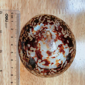 Coquille de limpet ovale naturelle du Vietnam pour la fabrication de bijoux, l'artisanat, l'incrustation, avec une surface en nacre polie irisée - Product Image 1