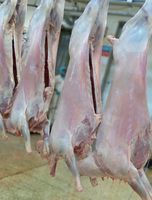 Viande d'agneau Halal Biologique de qualité alimentaire, procédée BQF, viande d'agneau fraîche congelée, carcasse entière, emballée sous vide, vente en gros, exportation