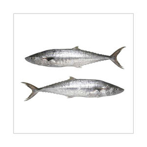 Caballete Español de Alta Calidad Grado A 25kg Congelado Bajo en Azúcar y Carbohidratos para Suministro Comercial de Volumen Constante - Product Image 5