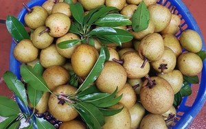 Fruits de saponilla congelés IQF pour les acheteurs de boissons, de services alimentaires et de vente au détail - Product Image 6