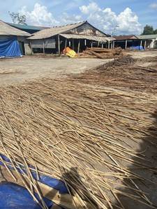 Tige en rotin naturel poli, matériau pour la fabrication de meubles - Product Image 3