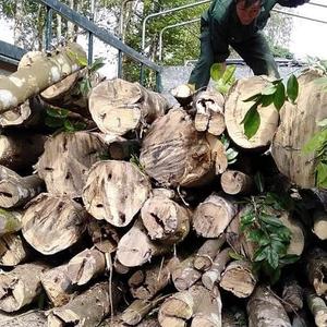 Qualité supérieure Luxe Doux Arôme Huile Essentielle Pur Oud Vietnam Agarwood Chips Composé de Bois Miel Cosmétiques Fourniture OEM - Product Image 2