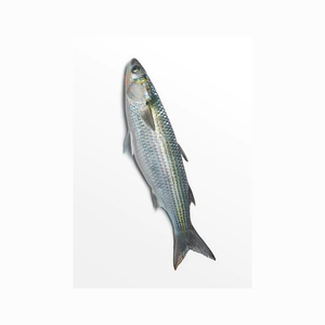 Frozen grey mullet fish wholesale <b>bulk</b> supply discount price high quality frozen seafood - Product Image 3