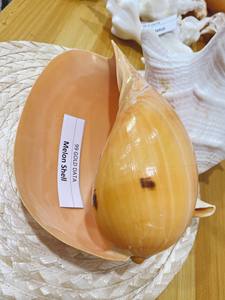 เวียดนามหมวกกันน็อกสีแดง/Cypraecassis Rufa เปลือกหอย - Product Image 5