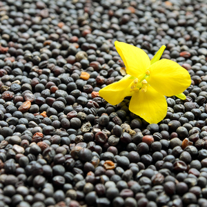 Productos agrícolas Semillas de canola/Venta al por mayor Semillas de Canola para exportar Brasil - Product Image 2