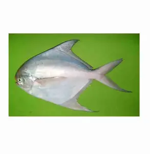 Nova Temporada Prata Pomfret Peixe Pomfret Branco Congelado com Tamanho 80-100-150-200g