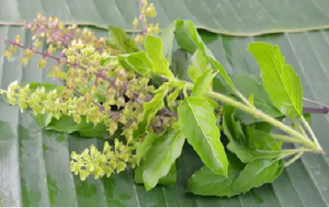 Premium Tulsi Holy Basil Extracto en polvo Suplemento de hierbas naturales Rico en antioxidantes y adaptógenos Suministro al por mayor a granel - Product Image 4