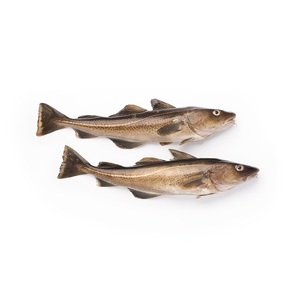 Venta al por Mayor de Bacalao del Atlántico Congelado de la Mejor Calidad a Precio Económico, Proceso BQF, Envasado al Vacío, Orgánico, Grado Superior, 20 kg, Empaque Personalizado - Product Image 1