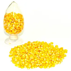 Gelber Mais für Futter Popcorn Mais nicht GVO beste Popcorn Kernel knallen Mais rohen Mais