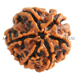Hạt <span class=keywords><strong>rudraksha</strong></span> gốc từ Nepal sáu mặt tràn đầy năng lượng hữu ích để làm đồ trang sức jap mala <span class=keywords><strong>6</strong></span> màu nâu <span class=keywords><strong>mukhi</strong></span> giá bán buôn - Product Image 5