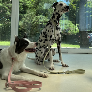 Correa SUMMA Simple Moderna y Cómoda para Perros, 1.2M, Material TPU Ecológico y Duradero, Remache Sólido, Impermeable y Lavable - Product Image 3