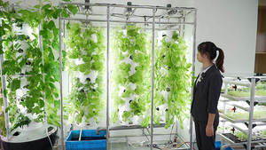 Sistemas Hidropónicos de Alto Rendimiento con Torre Aeropónica para la Producción de Cultivos en Interiores - Product Image 2