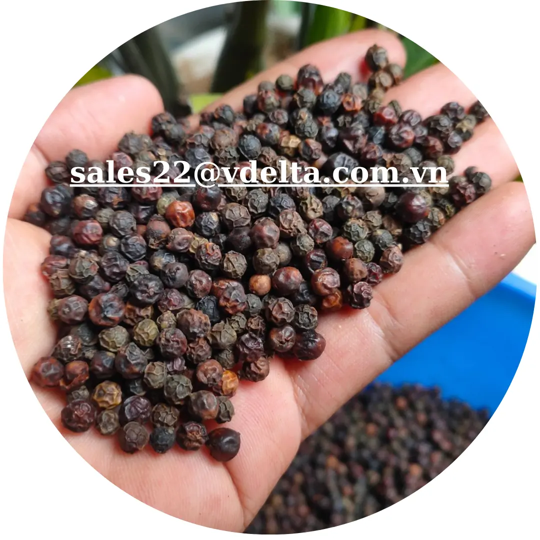 Poivre noir spicesupply poivre propre épicé aromatique produit à partir du Vietnam 500gl/550gl MC/Kevin Tran + 84 968311314