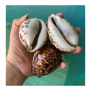 Carcasa de cauri natural para diseños artesanales y accesorios de concha por el exportador de Vietnam 99 Gold Data Cowrie Shell - Product Image 4
