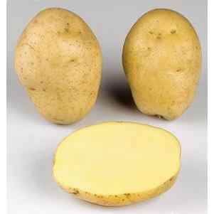 Organic Fresh Sweet Potatoes Yellow Skin MARABEL Sweet Tasted Fresh Sweet Potato