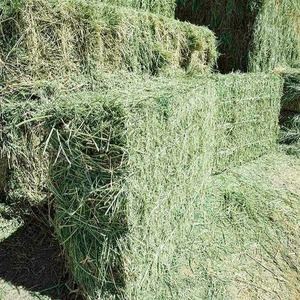 Alimento para animales de heno de alfalfa, calidad premium, entrega rápida para un ganado fuerte y saludable - Product Image 6