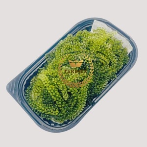 Caulerpa lentillifera/สาหร่ายองุ่นสด/สาหร่ายลาโต - Product Image 3