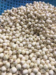 Graines de lotus séchées de qualité supérieure, origine Vietnam, ingrédient naturel en vrac pour la transformation alimentaire, la fabrication de snacks et l'exportation mondiale - Product Image 2