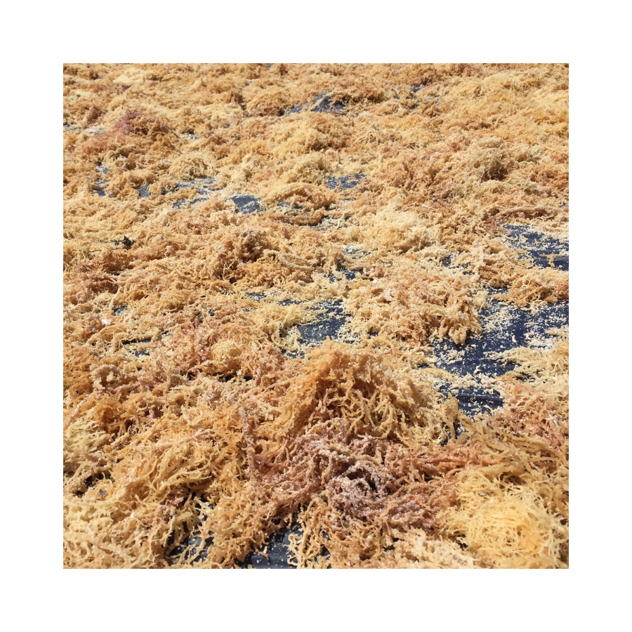 Высококачественные сушеные водоросли Eucheuma Cottonii из Вьетнама, экологически чистые, собранные и упакованные для мирового экспортного рынка