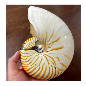 Display Nautilus Shell suministrado por Vietnam Factory 99 Gold Data para el arte del hogar y decoraciones inspiradas en el mar - Product Image 3