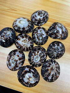 Concha de Lapa pulida, hermoso adorno marino, artículo decorativo o joyería, Concha Natural DIY, venta a granel - Product Image 2