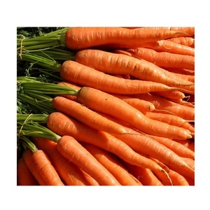 Stock en gros disponible de légumes frais, carottes oranges, aux prix de gros - Product Image 4