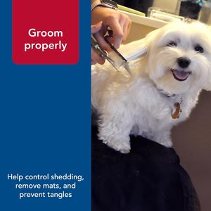 Peigne de toilettage pour chien à dents rotatives extra-longues, style simple Safari pour animaux de compagnie, râteau pour sous-poil pour poils moyens et épais - Product Image 4