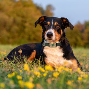 Mini GPS-Tracker für Hunde, Smartes Haustier-<span class=keywords><strong>Tracking</strong></span>-Halsband, IPX6 Wasserdicht, 20+ Stunden Akkulaufzeit, Virtuelle Zäune, Fluchtalarme - Product Image 4