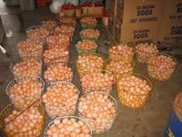 Œufs de poule frais à couver, coquilles blanches, durée de conservation de 5 semaines, en cartons de 63g, marque universelle, origine Bangkok, à vendre