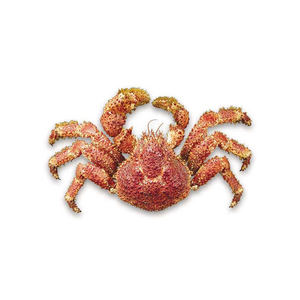 Crabe royal chilien congelé de qualité supérieure, provenant d'Allemagne, fourni en grandes quantités pour les acheteurs commerciaux - Product Image 5