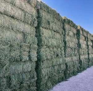 100% Pure Quality Alfalfa Hay / Alfalfa Hay for <b>Animal</b> <b>Feed</b> at Best Cheap Wholesale Pricing - Product Image 5