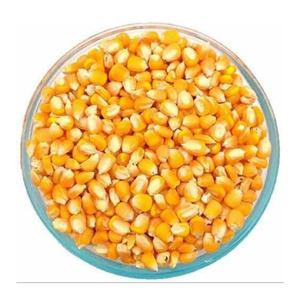 Venta caliente Maíz amarillo orgánico Maíz libre de OGM IQF Maíz dulce congelado Alimento para animales frescos secos Venta al por mayor Suministro a granel - Product Image 1