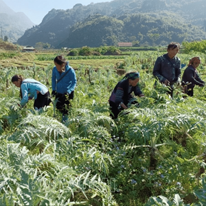 Alta calidad superventas al por mayor EXTRACTO DE ALCACHOFA Vietnam polvo marrón (Cynarin 2,5%; ácido clorogénico 0,6%) - Product Image 4