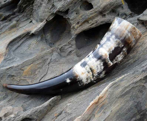 Fabricant et exportateur de tasse de corne de boeuf de buffle à vendre et fabriqué avec une corne à boire de haute qualité - Product Image 5