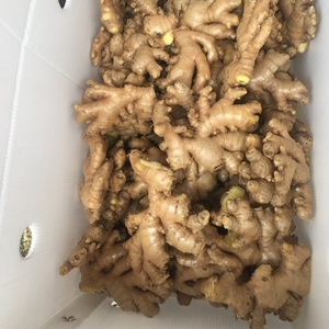 250g Raíz de jengibre fresco natural - Product Image 1