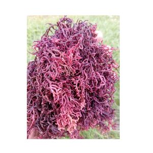 Wildcraft Organic Sun Dry Irish Sea Moss sin sal de Vietnam Purple SeaMoss Materia prima para hacer gel de musgo marino - Product Image 1