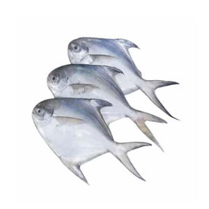 ปลาสด Pomfret จำนวนมาก - Product Image 4