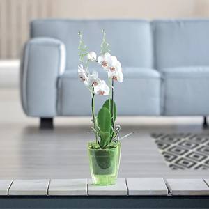 Maceta para orquídeas Coubi de 2.4l., dimensiones (mm) 160x160x183, color transparente - Product Image 6