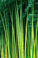 GreenZenBamboo Arbres en bambou naturel de 40 à 600 cm pour une ambiance apaisante et écologique avec une durée de vie de 3 à 5 ans